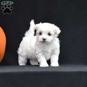 Paxton, Maltese Puppy